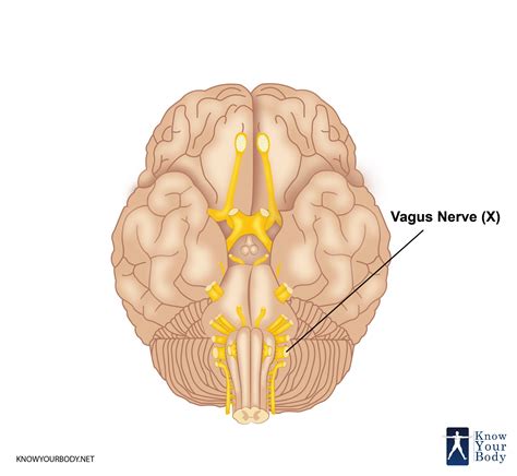 Vagus Nerve Anatomy Brain