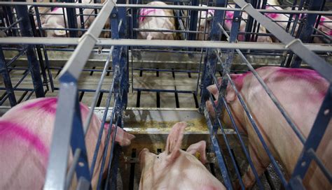 Consumer Pressure Forces Companies to Phase out Gestation Crates for Female Pigs - Their Turn