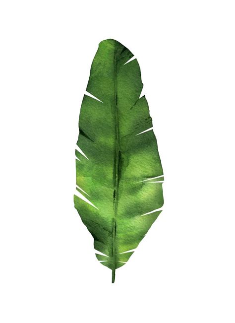 Banana leaf. Watercolor Illustration. Art Print by Art by ASolo - X ...