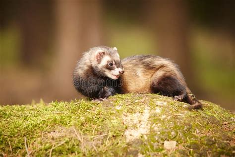 Sable Ferret Posing in Forest on Moss for Portrait Stock Photo - Image of male, happy: 97709542