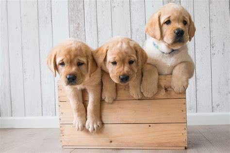 Golden Retriever #4K Cute puppies #2K #wallpaper #hdwallpaper #desktop ...