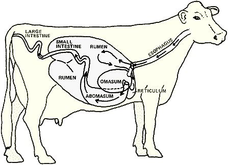 Nutrition - Anatomy of digestive tracts