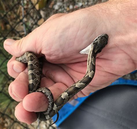 Juvenile Western Rat Snake in St. Louis County, Missouri. … | Flickr