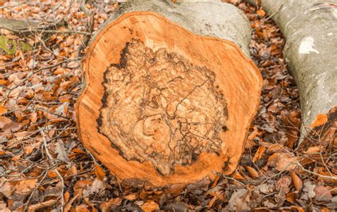 Spalted Wood: What It Is, Uses, Types of Spalting Fungi