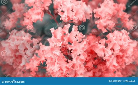 Closeup of Crape Myrtle Pink Flowers and Leaves Stock Image - Image of environment, crape: 256724061