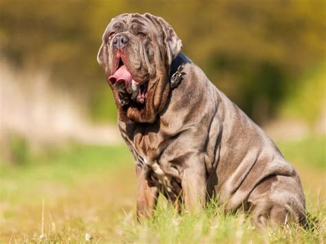 Mastín inglés - Conoce a una de las razas de perros más antiguas