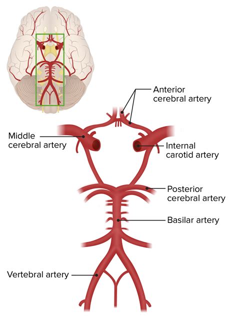 Posterior Anterior Brain