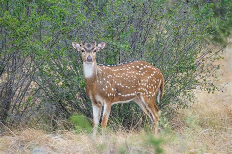 Axis Buck stock photo. Image of mammal, wildlife, cervidae - 59751462