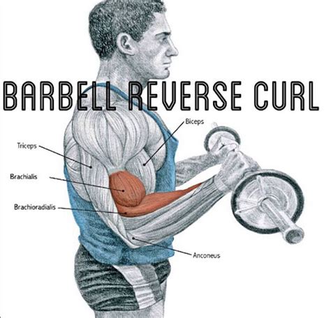 Barbell Reverse Curl - Everything About Fitness