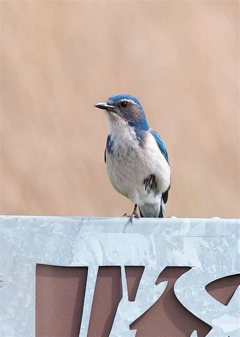 NW Bird Blog: Scrub Jay