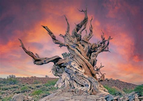 Goliath at Ancient Bristlecone Pine Forest Photograph by Scott Eriksen ...