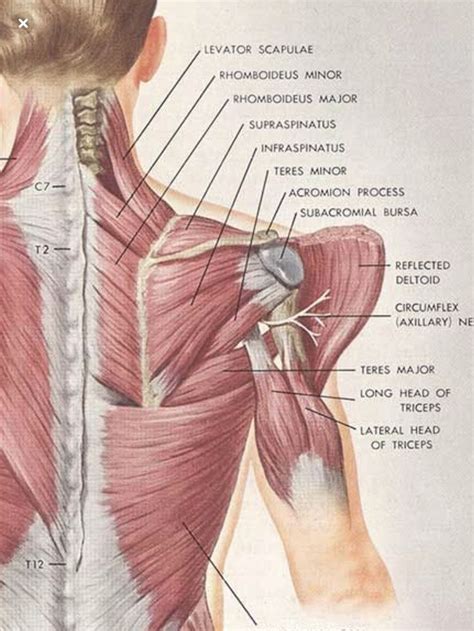 Shoulder And Upper Limb