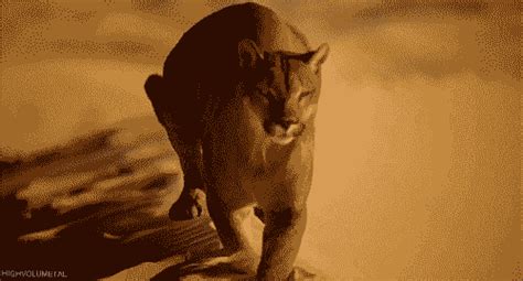 big cats animals gif | WiffleGif