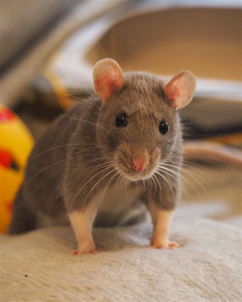 Hamsters, Rodents, Rata Dumbo, Rats Mignon, Funny Animals, Animals And ...