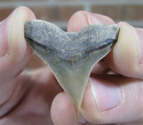 Arg! I thought IDing shark teeth would be easier than this! - Fossil ID - The Fossil Forum