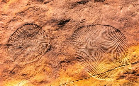 Ediacaran fossils in the Ediacara Hills, Flinders Ranges - IUGS