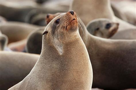 Cape Fur Seal Photograph by Steve Allen/science Photo Library - Pixels