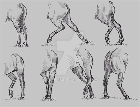 Horse On Hind Legs Drawing