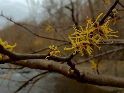 Fall-blooming Witch Hazel is now in flower! – Drew Monkman