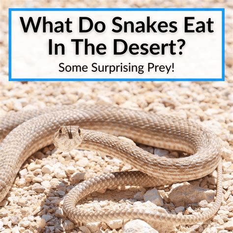 What Do Snakes Eat In The Desert? (Some Surprising Prey!)