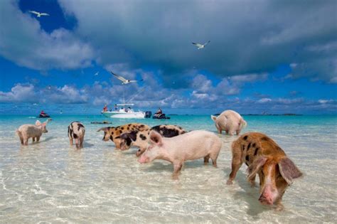 Swimming With Pigs in the Caribbean – The Vale Magazine