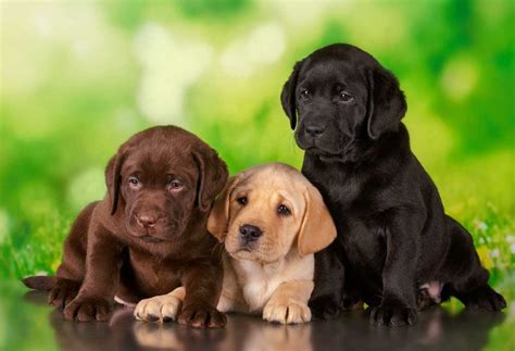 What Are The Different Colors Of Labrador Retrievers