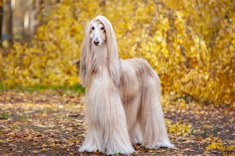 Dog gorgeous afghan hound stock photo containing afghan hounds and animal | Animal Stock Photos ...