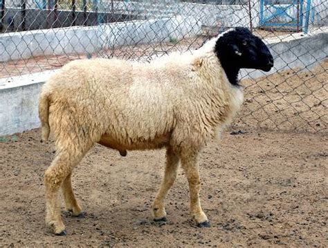 Best Sheep Breeds in India for Wool & Meat