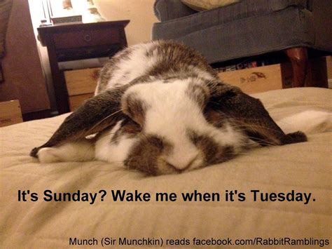 Rabbit Ramblings: Funny Bunny Memes | Pet bunny, Funny bunnies, Bunny