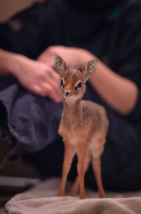 Baby Dik-Diks Are So Tiny It Hurts | Dik dik, Chester zoo, Cute animals