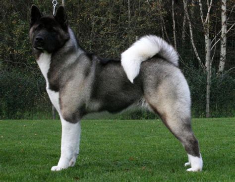 Cute Puppies and Dogs Pictures: Akita Dog Reviews and Pictures