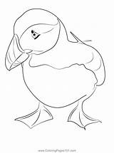 Puffin Coloring Pages For Free Printable Planners By Puffin Co sketch template