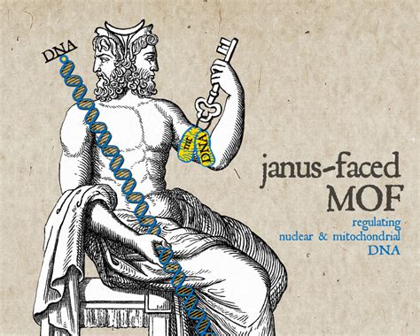 Janus-faced MOF | Max Planck Institute of Immunobiology and Epigenetics