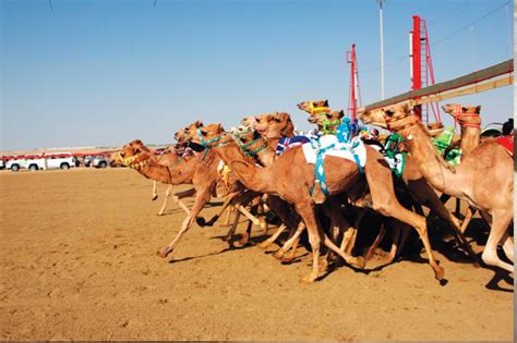 Camel Race: Camel Racing In Saudi Arabia Detail