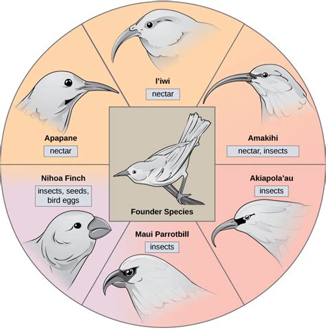 Speciation – Introductory Biology: Evolutionary and Ecological Perspectives