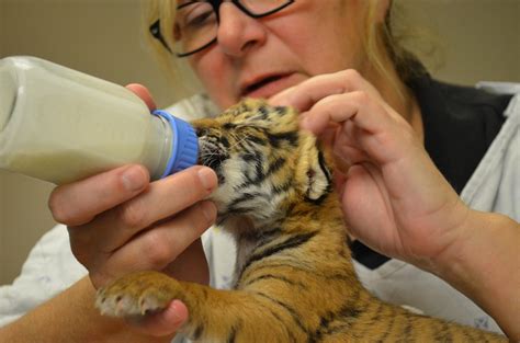 Malayan Tiger Cubs Born at the Cincinnati Zoo - Cincinnati Zoo & Botanical Garden®