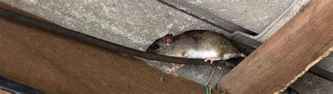 Roof Rats In VA: An Identification, Control & Prevention Resource