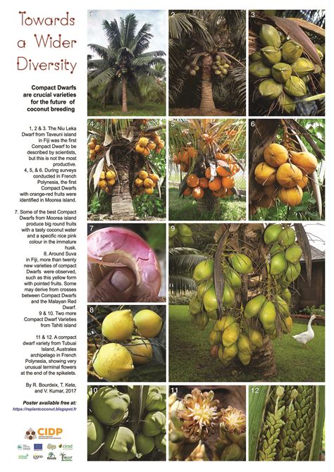 Cool coconut diversity posters – Agricultural Biodiversity Weblog