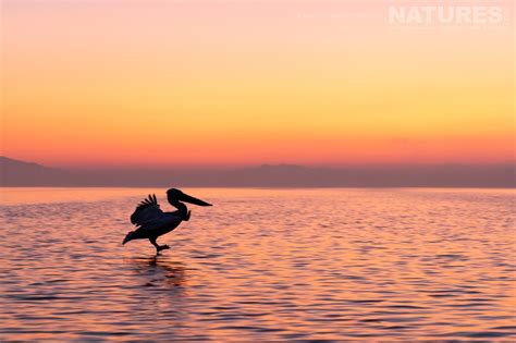 Ethical Photography - Respecting the Pelicans of Lake Kerkini - News - NaturesLens