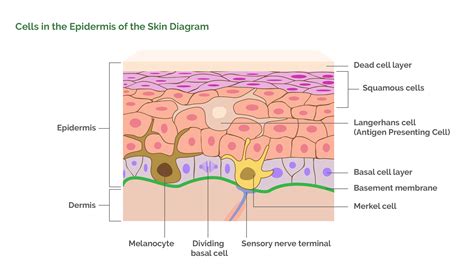 Skin Cancers/ Dr Roger Graham: Plastic Surgeon/ Cape Town