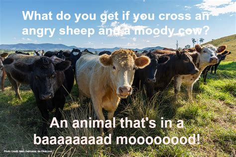 23 Funny Farm Animal Jokes That Will Make You Laugh Out Loud - Fill ...