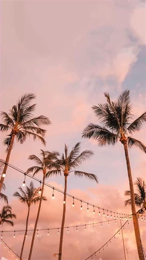 Aesthetic palm tree summer for iPhone in 2022. iPhone landscape, Scenery, iPhone background ...