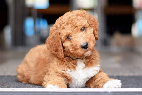 DD Doodles - Dog Breeder | Lebanon