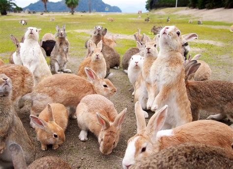 【飼育崩壊】ウサギの“繫殖力”がヤバい！？2年で2匹→200匹にwww : 最新ニュースまとめちゃんねる