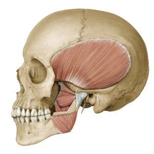 Los músculos de la masticación | Dibujo anatomia humana, Anatomía del esqueleto humano, Anatomía ...