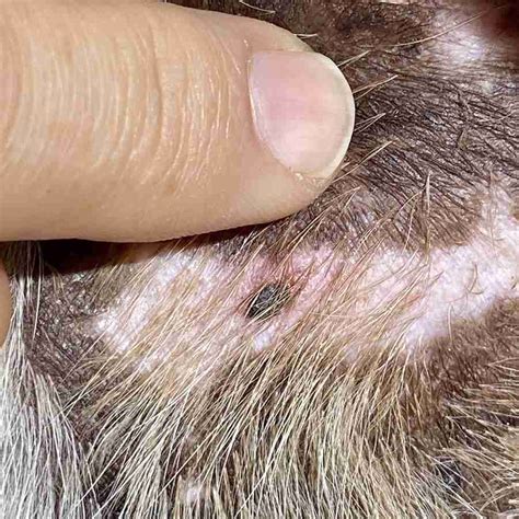 What Dog Skin Cancer Looks Like | Signs, Pics | Walkerville Vet