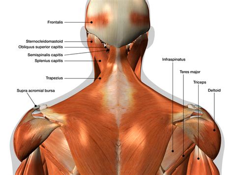 Spine Anatomy - Buffalo Back and Neck PT