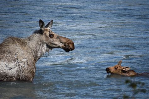 A Baby Moose Calling out to her mother | Smithsonian Photo Contest ...