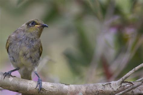 Brown Honeyeater | BIRDS in BACKYARDS