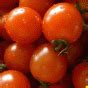 Open Pollinated Small Red Cherry Tomato Seeds for Sale
